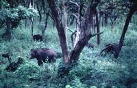 [elephantī indomitī]